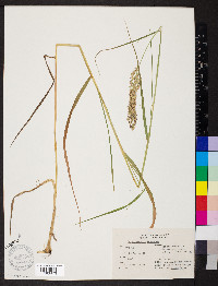 Calamagrostis inexpansa image