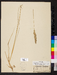 Calamagrostis inexpansa image
