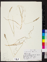 Calamagrostis montanensis image