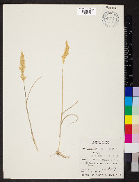 Calamagrostis montanensis image