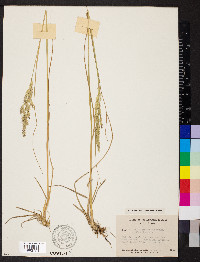 Calamagrostis nutkaensis image