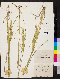 Calamagrostis nutkaensis image