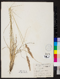 Calamagrostis purpurascens image