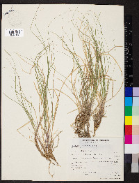 Calamagrostis rubescens image