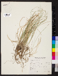 Calamagrostis rubescens image