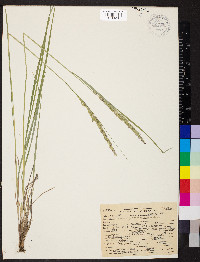 Calamagrostis rubescens image