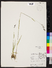 Calamagrostis scopulorum image