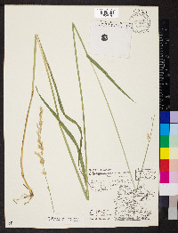 Arrhenatherum elatius image