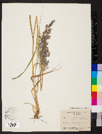 Calamagrostis canadensis var. langsdorffii image