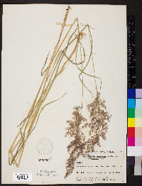 Calamagrostis canadensis var. canadensis image