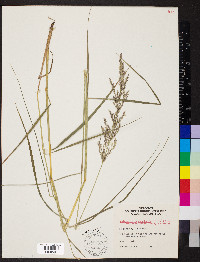 Calamagrostis canadensis var. macouniana image