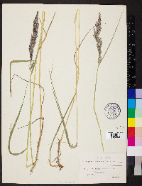 Calamagrostis canescens image