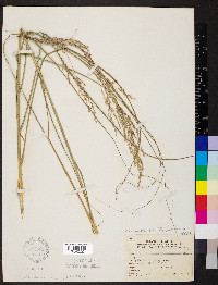 Calamovilfa longifolia image