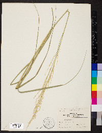 Calamovilfa longifolia image