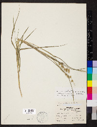 Cenchrus longispinus image