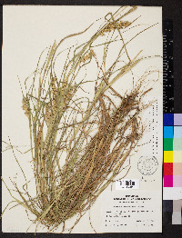 Cenchrus longispinus image