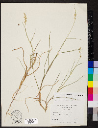 Cenchrus spinifex image