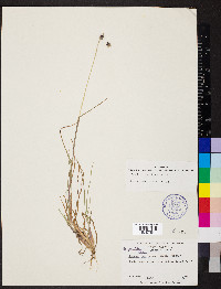Cenchrus spinifex image