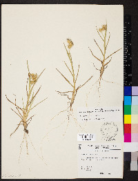 Cenchrus tribuloides image