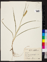 Cenchrus echinatus image