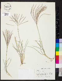 Chloris verticillata image