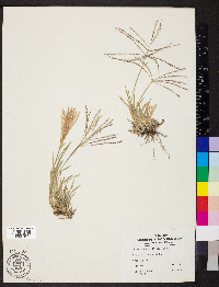 Chloris verticillata image