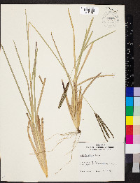 Eustachys petraea image