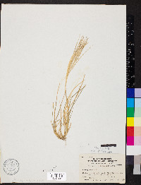 Chloris verticillata image