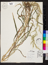 Cinna arundinacea image