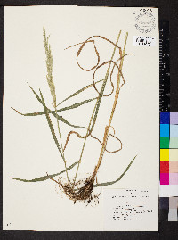 Cinna arundinacea image