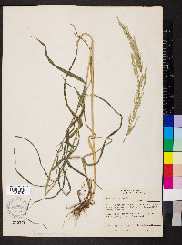 Cinna arundinacea image