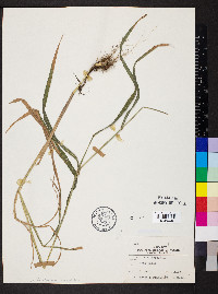 Cinna arundinacea image