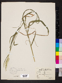 Cinna arundinacea image