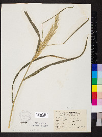 Cinna arundinacea image
