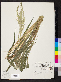 Cinna arundinacea image
