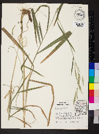 Cinna arundinacea image