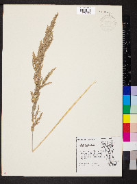 Cinna arundinacea image