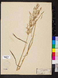 Cinna latifolia image