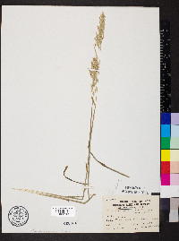 Cinna arundinacea image
