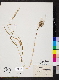 Cinna arundinacea image