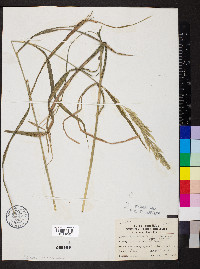 Cinna arundinacea image