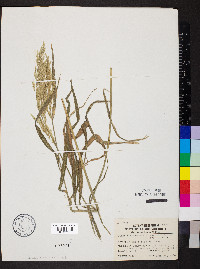 Cinna arundinacea image