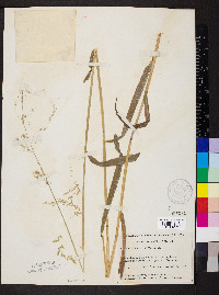 Cinna latifolia image