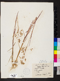Arctophila fulva image