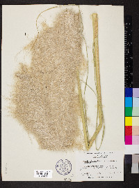 Cortaderia selloana image