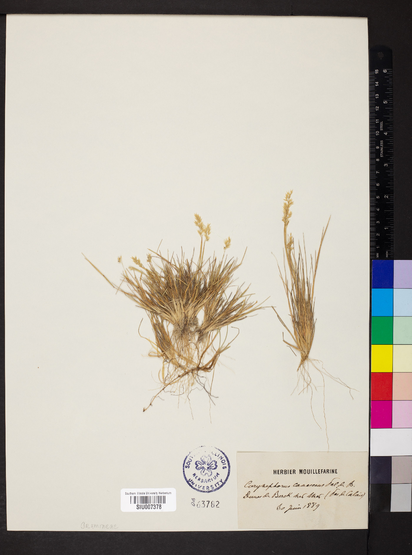 Corynephorus image