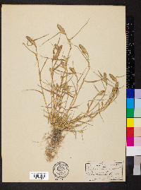 Crypsis schoenoides image