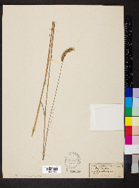 Ctenium aromaticum image