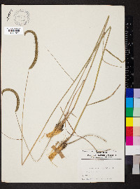 Ctenium aromaticum image