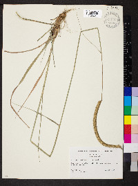 Ctenium aromaticum image